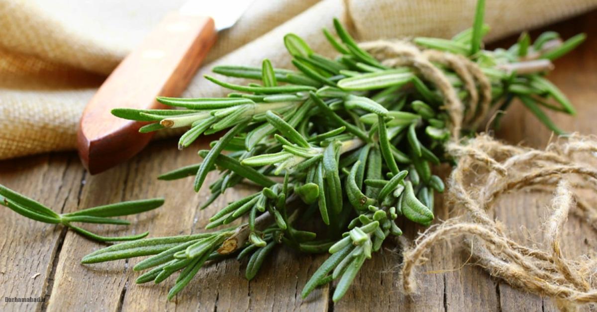 رزماری برای سلامت رزماری و خواص آن
