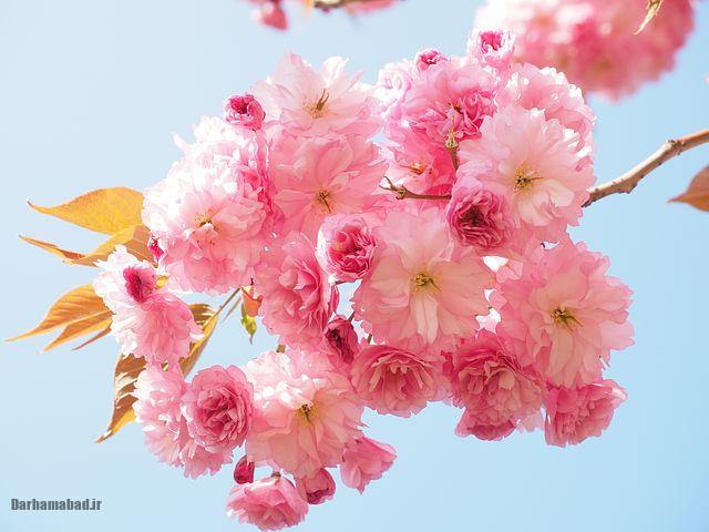 شکوفه های بهاری درختان گیلاس در توکیو و سراسر ژاپن عکس شکوفه های درخت گیلاس در ژاپن