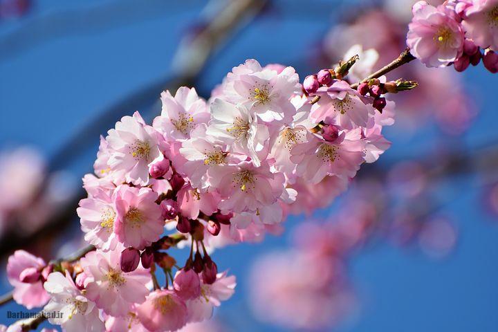 شکوفه های بهاری درختان گیلاس در توکیو و سراسر ژاپن عکس شکوفه های درخت گیلاس در ژاپن
