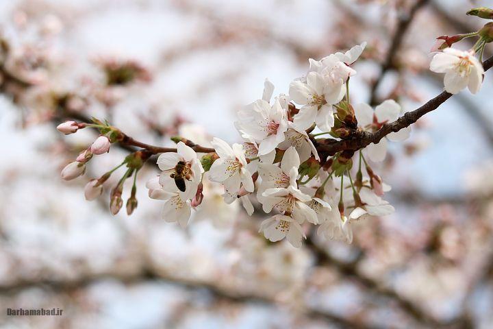 شکوفه های بهاری درختان گیلاس در توکیو و سراسر ژاپن تصاویر شکوفه های بهاری درخت گیلاس