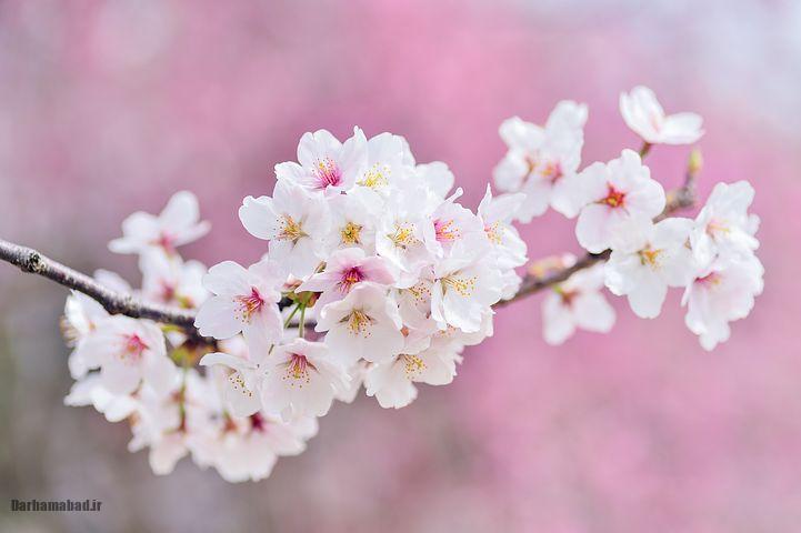 شکوفه های بهاری درختان گیلاس در توکیو و سراسر ژاپن تصاویر شکوفه های بهاری درخت گیلاس