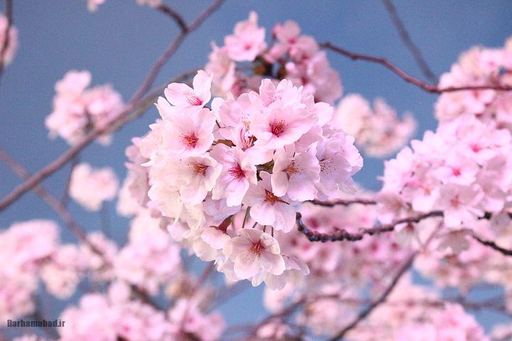 شکوفه های بهاری درختان گیلاس در توکیو و سراسر ژاپن عکس شکوفه های درخت ساکورا