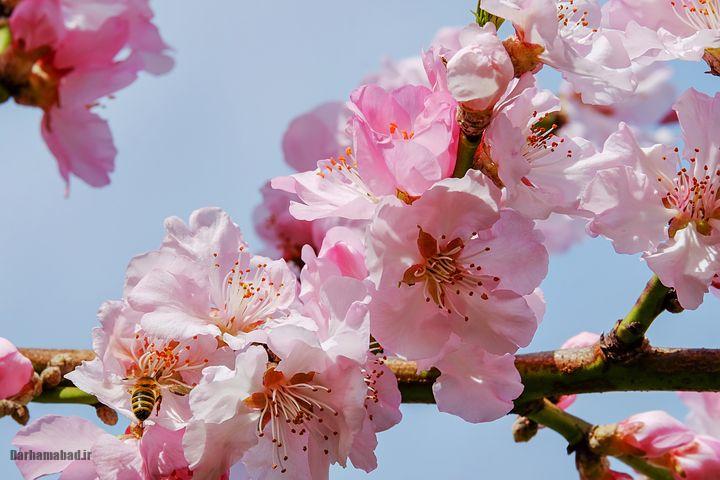 شکوفه های بهاری درختان گیلاس در توکیو و سراسر ژاپن شکوفه های گیلاس