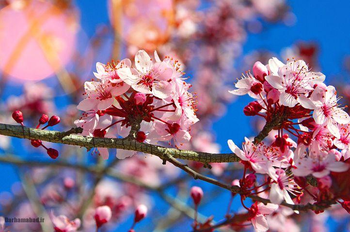 شکوفه های بهاری درختان گیلاس در توکیو و سراسر ژاپن عکس گل درخت گیلاس