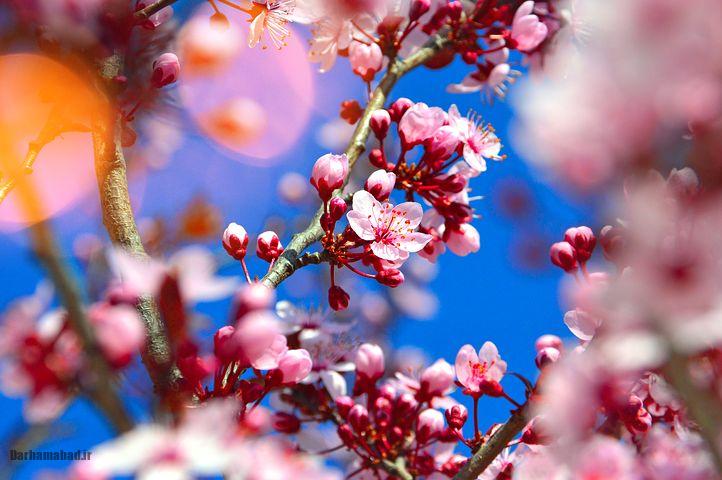 شکوفه های بهاری درختان گیلاس در توکیو و سراسر ژاپن عکس گل درخت گیلاس