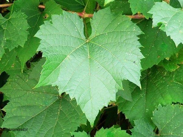 برگ مو - برگ انگور برگ مو - برگ انگور