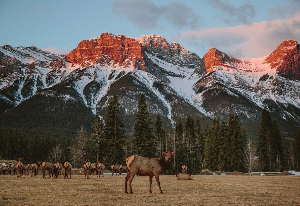 banff-national-park-canada5 حیات وحش بنف