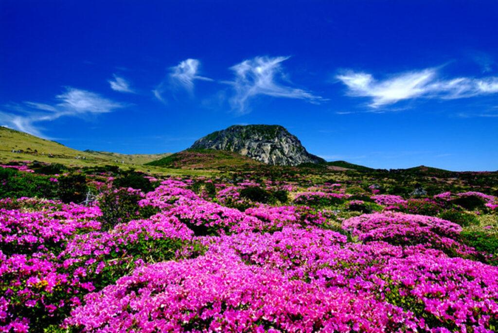 jeju-island-korea4 طبیعت جزیره ججو