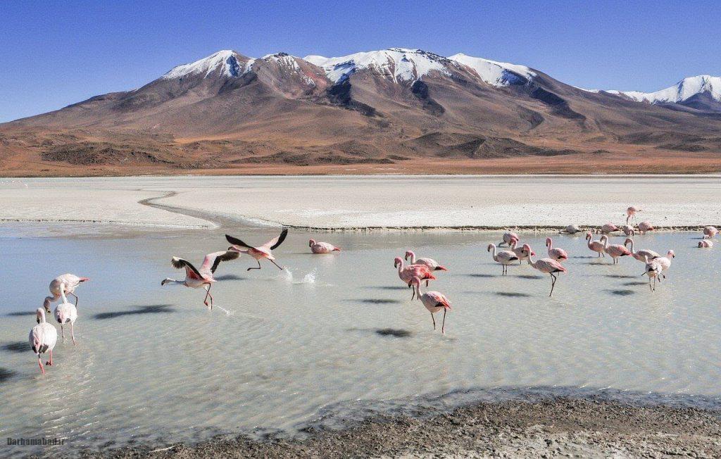 salar-de-uyuni-bolivia4 فلامینگوهای صورتی
