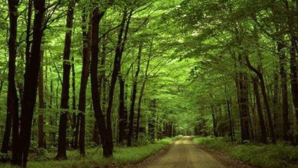 senobarak-forest5 صنوبرک گلستان
