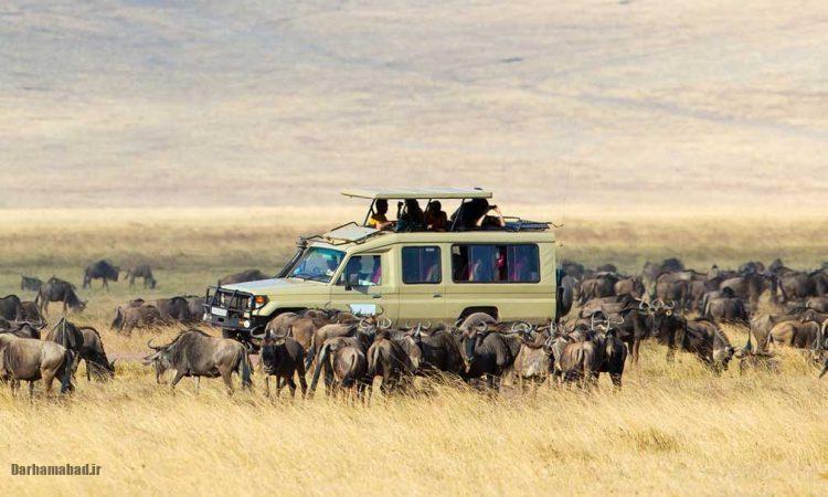 serengeti-national-park-tanzania1 پارک ملی سرنگتی