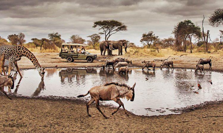 serengeti-national-park-tanzania2 تانزانیا