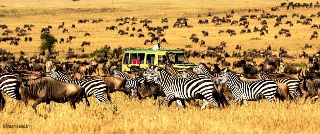 serengeti-national-park-tanzania3 حیات وحش تانزانیا