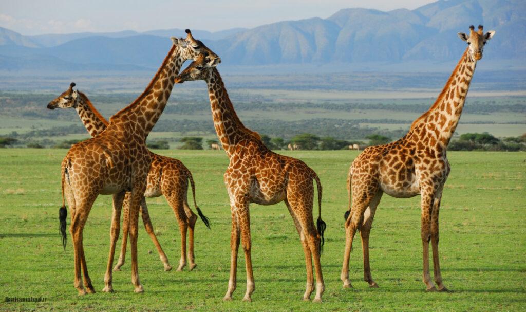 serengeti-national-park-tanzania5 سرنگتی