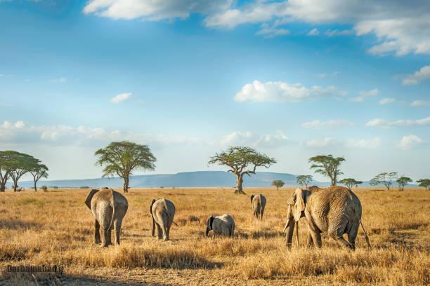 serengeti-national-park-tanzania6 پارک ملی سرنگتی