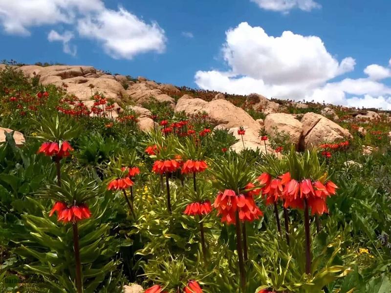 The Plain of Upside-Down Tulips of Aligudarz دشت لاله واژگون