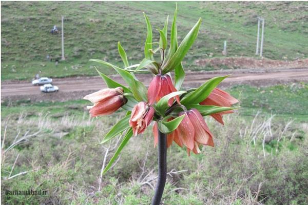 The Plain of Upside-Down Tulips of Aligudarz3 لاله واژگون ایران