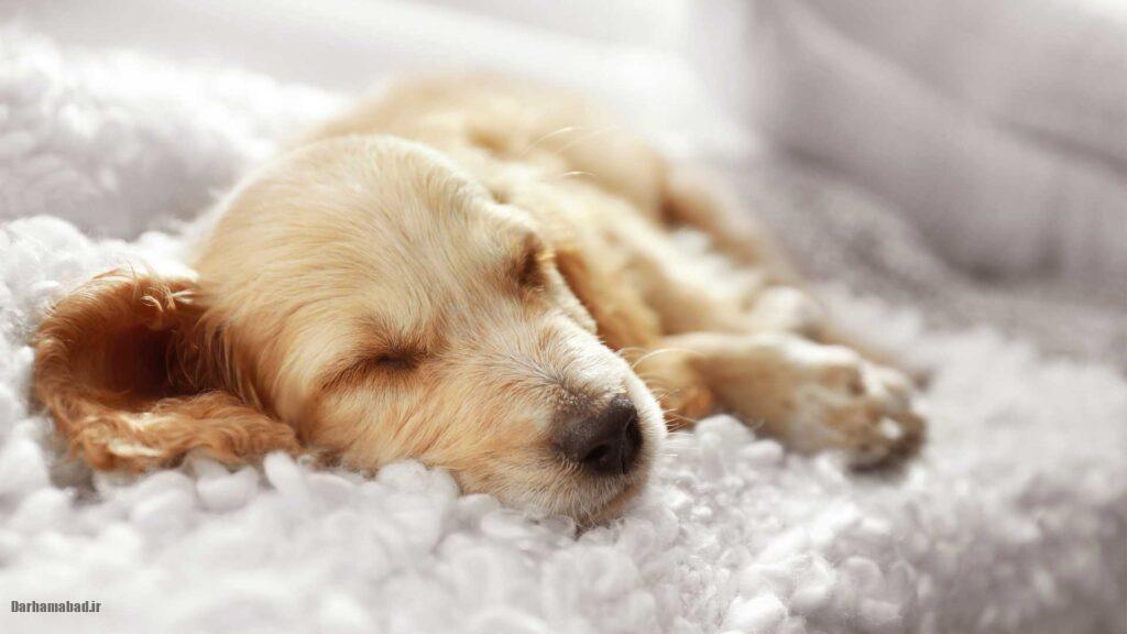 Dog dream interpretation تعبیر سگ در خواب