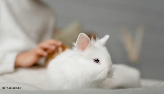 rabbit dream interpretation تعبیر خرگوش در خواب