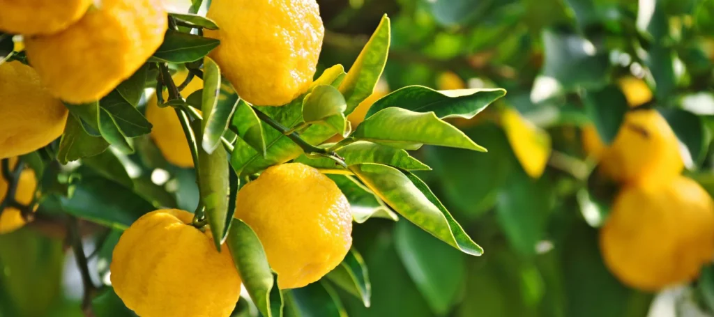نارنج و بهار نارنج و خواص آنها نارنج و بهار نارنج و خواص آنها