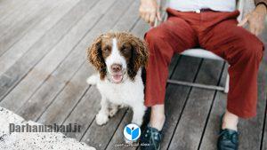 مزایای حیوان خانگی داشتن چیست؟ مزایای حیوان خانگی داشتن چیست؟