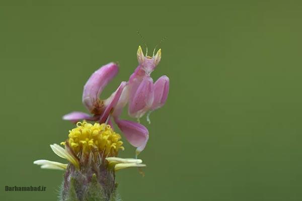 آخوندک ارکیده ای