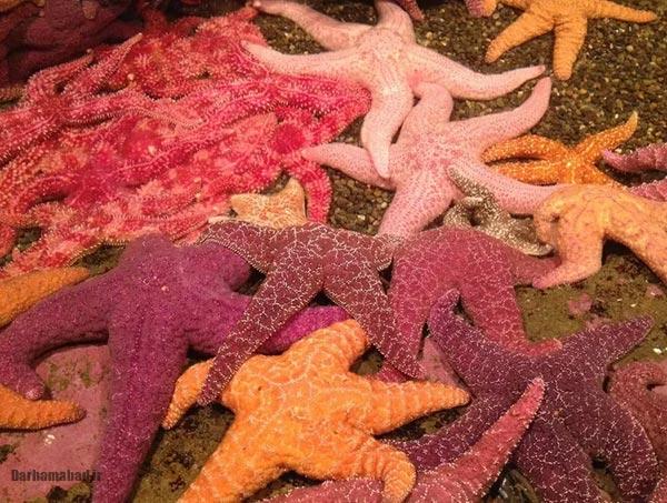 ستاره دریایی صورتی