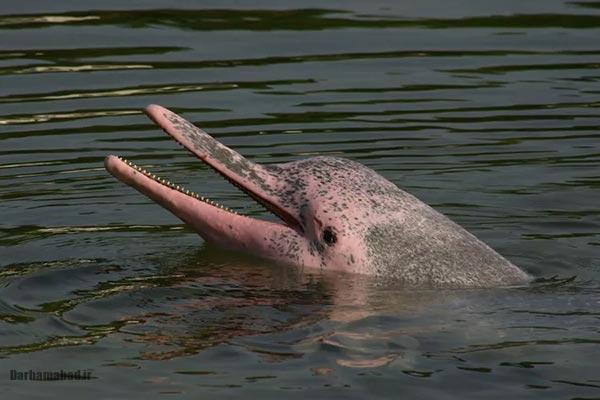 دلفین رودخانه آمازون