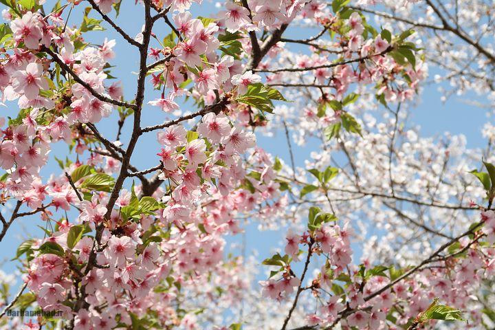 عکس درخت گیلاس