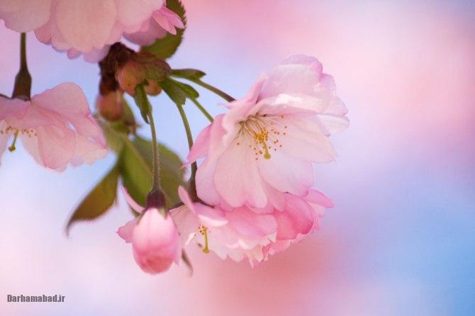 شکوفه های بهاری درختان گیلاس در توکیو و سراسر ژاپن عکس شکوفه های درخت گیلاس در ژاپن