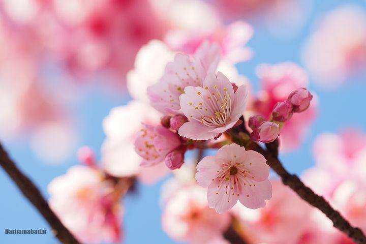 شکوفه های بهاری درختان گیلاس در توکیو و سراسر ژاپن عکس شکوفه های درخت گیلاس در ژاپن