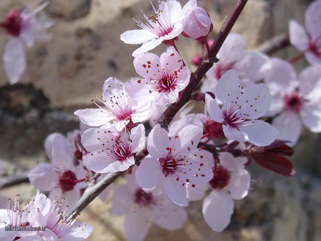 شکوفه های بهاری درختان گیلاس در توکیو و سراسر ژاپن تصاویر شکوفه های بهاری درخت گیلاس