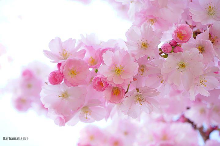 شکوفه های بهاری درختان گیلاس در توکیو و سراسر ژاپن عکس شکوفه های درخت ساکورا
