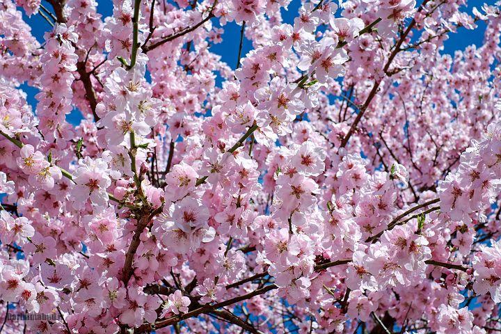 شکوفه های بهاری درختان گیلاس در توکیو و سراسر ژاپن عکس شکوفه های درخت ساکورا