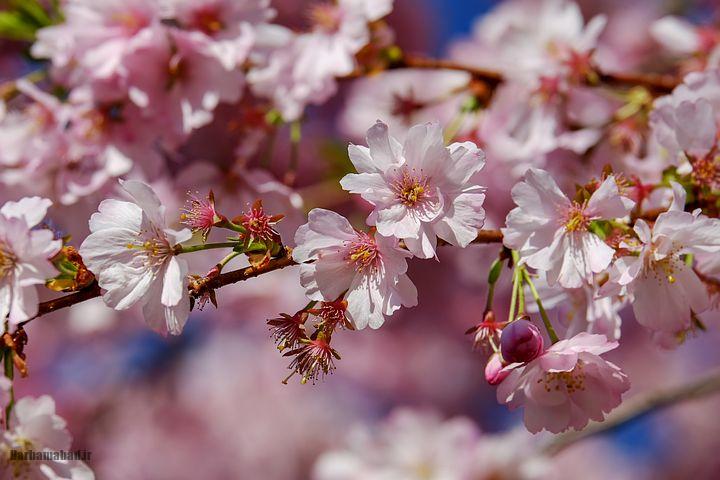 شکوفه های بهاری درختان گیلاس در توکیو و سراسر ژاپن شکوفه های گیلاس