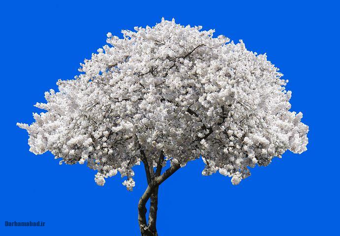 شکوفه های بهاری درختان گیلاس در توکیو و سراسر ژاپن عکس درخت گیلاس