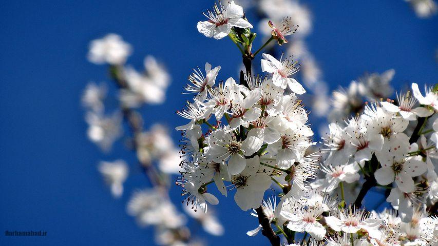 شکوفه های بهاری درختان گیلاس در توکیو و سراسر ژاپن عکس گل درخت گیلاس