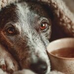 علامت هایی که نشان دهنده این است که حیوان خانگی خود را دامپزشکی ببرید!