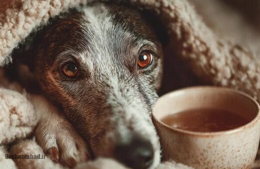 علامت هایی که نشان دهنده این است که حیوان خانگی خود را دامپزشکی ببرید!