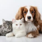 مزایای حیوان خانگی داشتن چیست؟