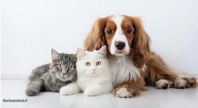 مزایای حیوان خانگی داشتن چیست؟