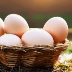 مصرف زیاد تخم مرغ