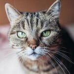 گیاهان مضر و مفید برای گربه ها