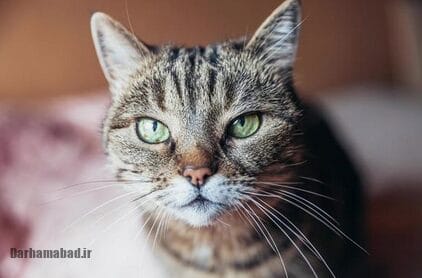 گیاهان مضر و مفید برای گربه ها