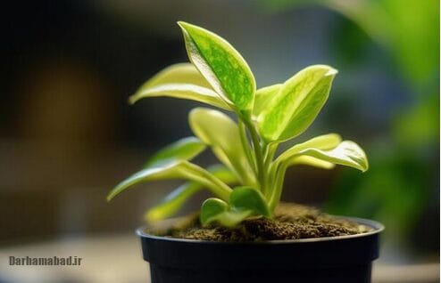 گیاهان آپارتمانی که می توانند شما را مسموم کنند!