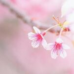 شکوفه های بهاری درختان گیلاس در توکیو و سراسر ژاپن