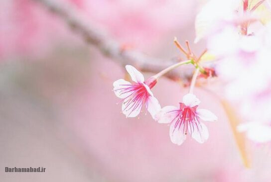 شکوفه های بهاری درختان گیلاس در توکیو و سراسر ژاپن