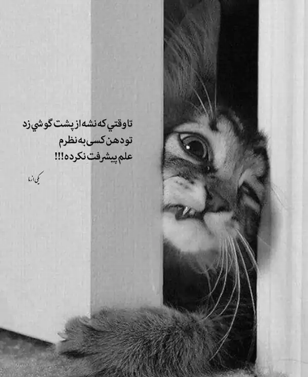 عکس پروفایل تیکه دار