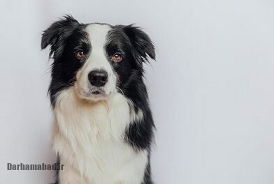 چرا کسانی که سگ دارند از بقیه خوشحال‌ترند؟