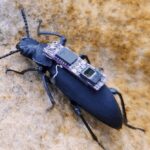 زوبورگها ؛ سوسکهای سایبورگ نجاتدهنده